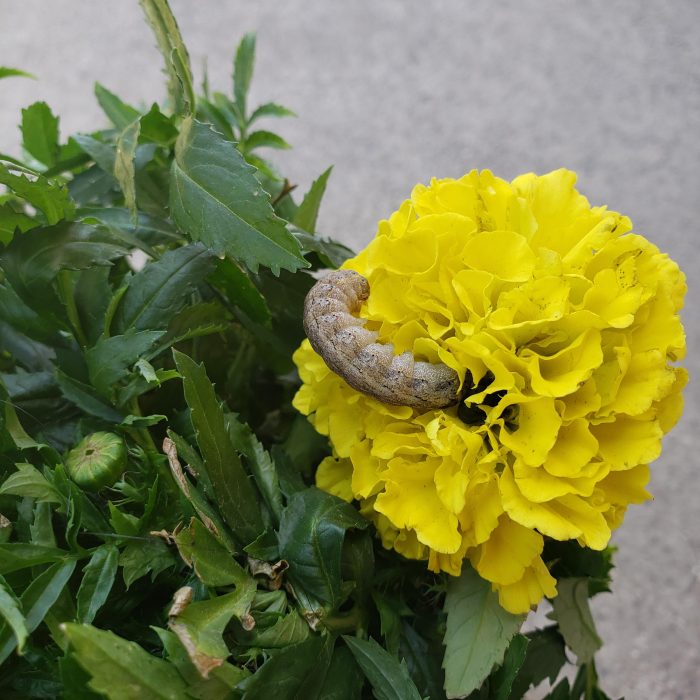 Effective Ways to Prevent Marigolds from Being Eaten by Bugs