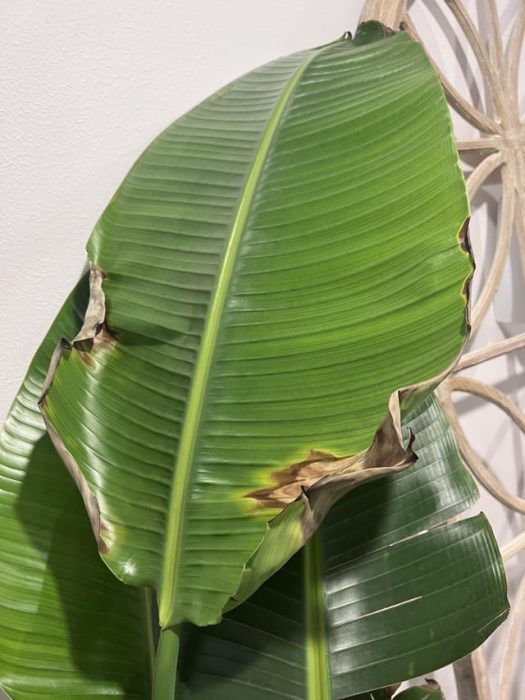 How to Prevent and Fix Brown Leaves on Your Bird of Paradise Plant