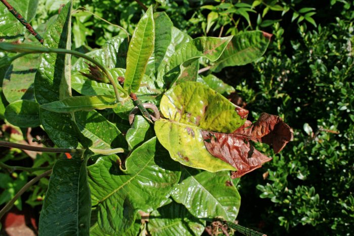 How to Fix Mandevilla Leaves Turning Yellow with Spots: Causes and Remedies