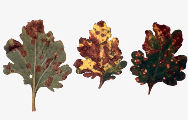 Marigold Leaf Spot Diseases Explained: Identifying Symptoms with Pictures