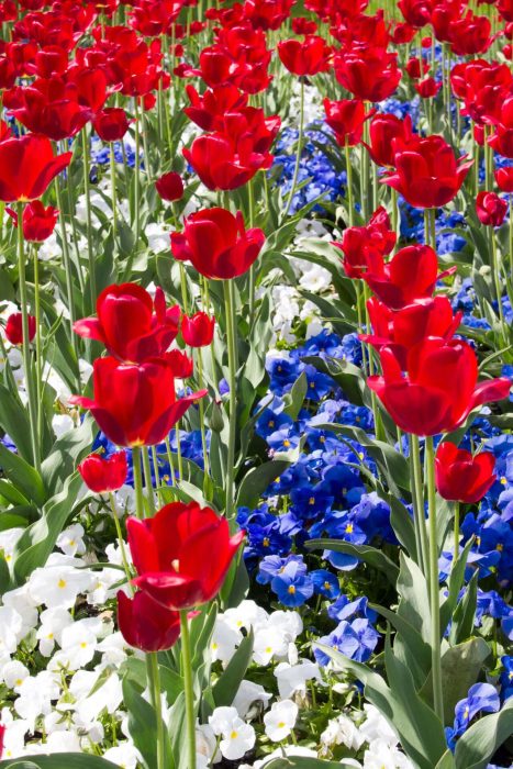 Long-Blooming Red, White, and Blue Perennials to Brighten Your Landscape