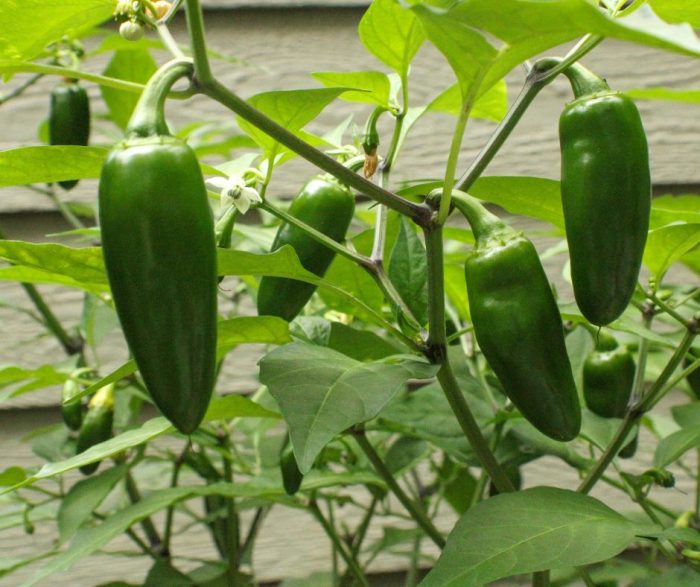 How Long Do Jalapeño Seeds Take to Germinate? A Complete Guide