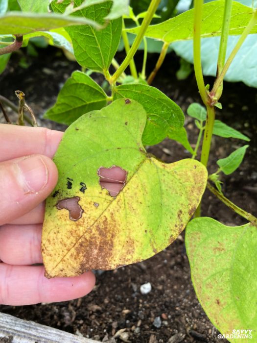 Top Reasons for Yellowing Green Bean Leaves and How to Fix Them