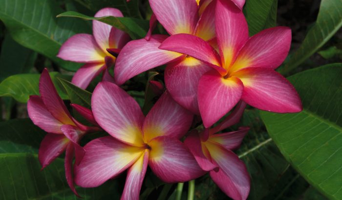 When Do Plumerias Bloom in California? A Seasonal Guide