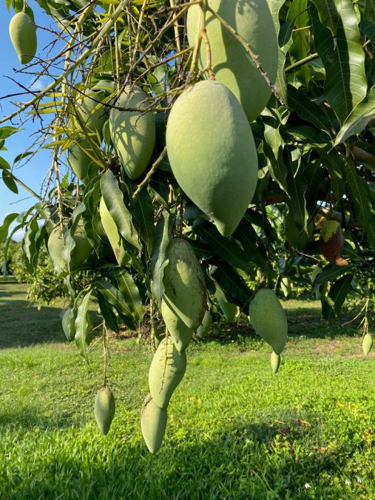 Nam Doc Mai Mango Tree for Sale Near Me: Your Guide to Finding One