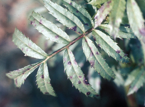 Marigold Leaf Spot Diseases Explained: Identifying Symptoms with Pictures