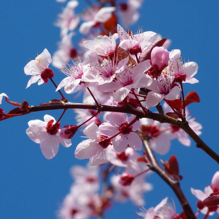 Where to Buy Cherry Blossom Trees in California: Top Nurseries and Locations