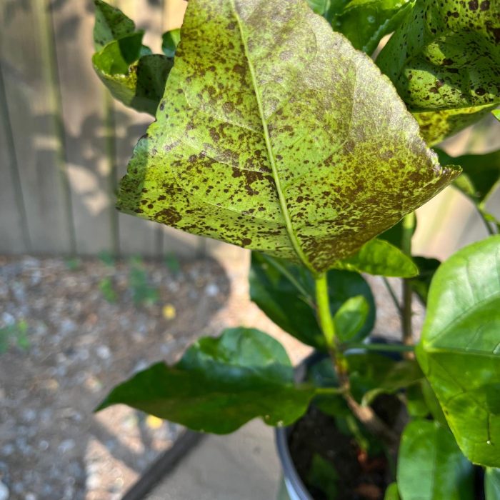 Treating Black Spots on Hibiscus Leaves: Tips for Prevention and Quick Relief