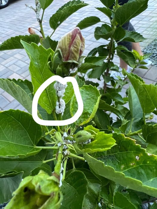 White Fuzzy Stuff on Hibiscus Causes and How to Treat It Look Plants
