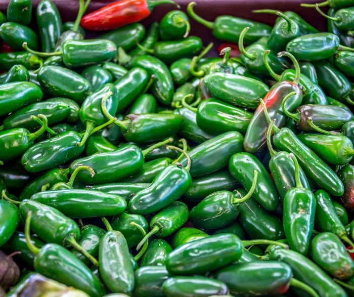How Long Do Jalapeño Seeds Take to Germinate? A Complete Guide