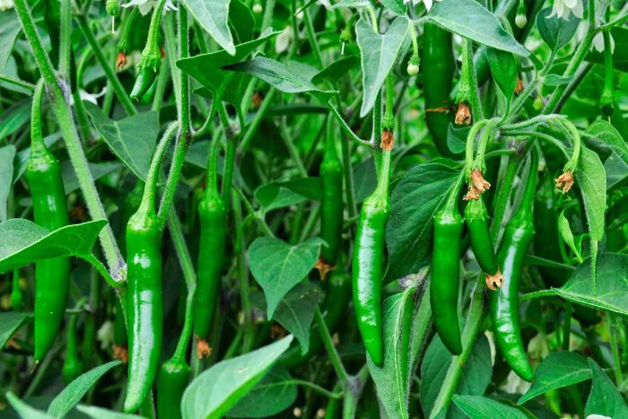 Serrano Pepper Germination Temperature: Tips for Success
