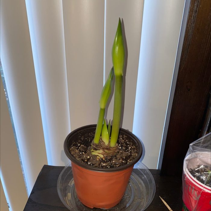 Mushy Lily Bulb Bottoms: Causes, Diagnosis, and Treatment