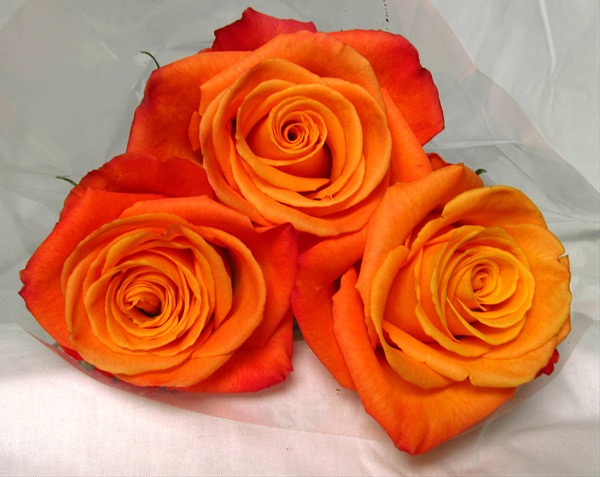 Rose Confidential: Unveiling the Secrets of Sierraselection Roses