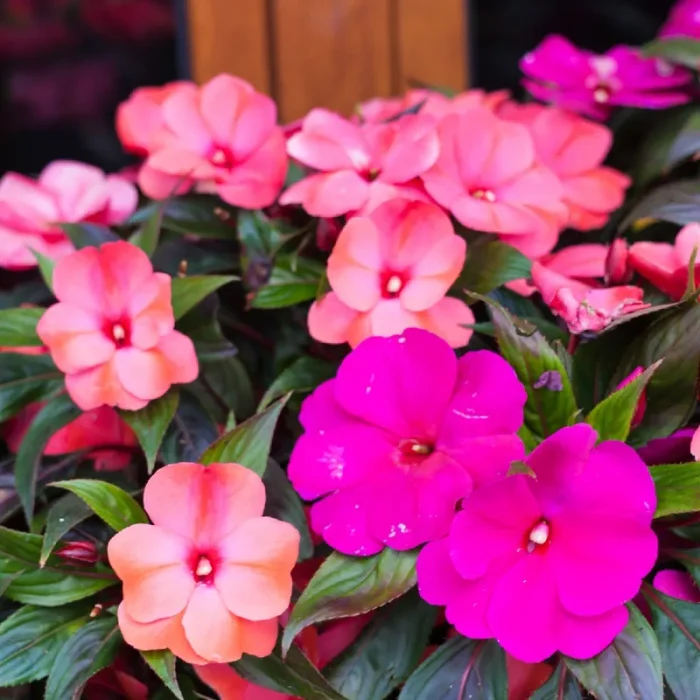 New Guinea Impatiens and Cats: Safety Guide for Pet Owners