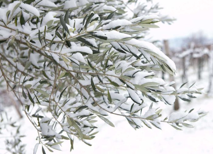 Understanding Olive Tree Behavior: Leaf Loss in the Cold Season