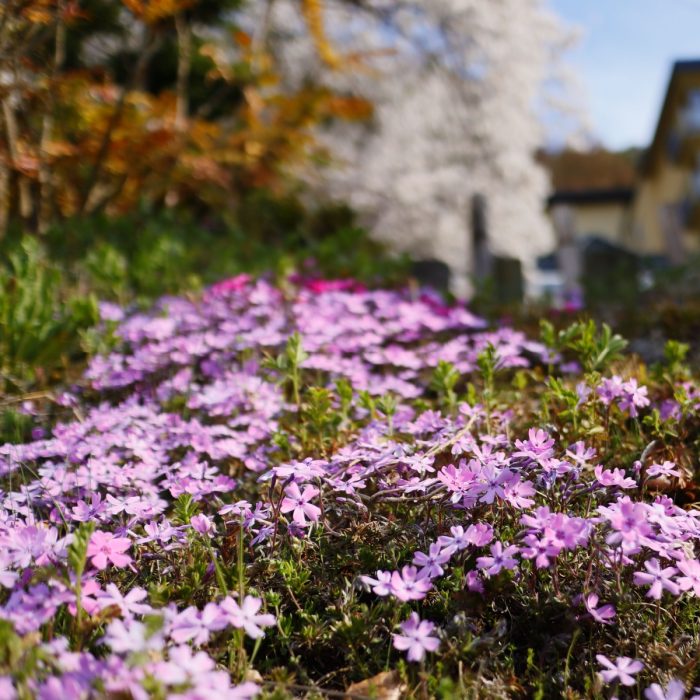 Learn How to Divide Creeping Phlox Plants for a Fuller Bloom