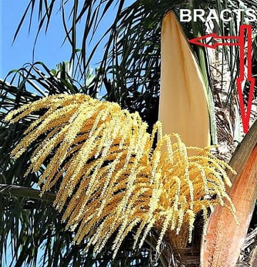 Ever Wondered What Does It Mean When a Palm Tree Flowers