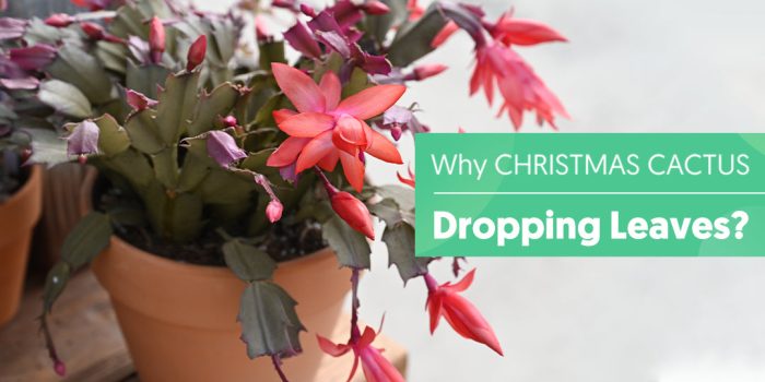 Worried About Your Christmas Cactus Dropping Leaves? Learn the Causes Here
