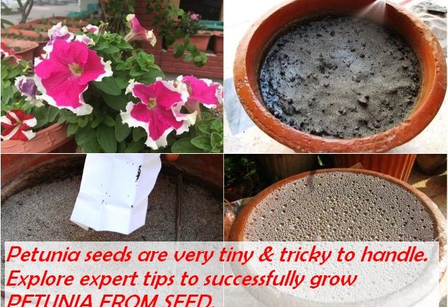 Grow Petunias from Seed: Is It Easy? Tips and Tricks Inside