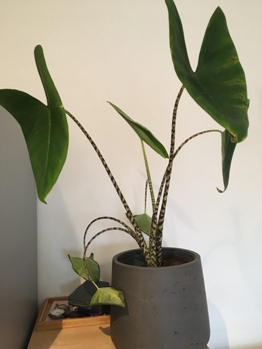 My Alocasia Leaves are Drooping – Should I Trim Them?