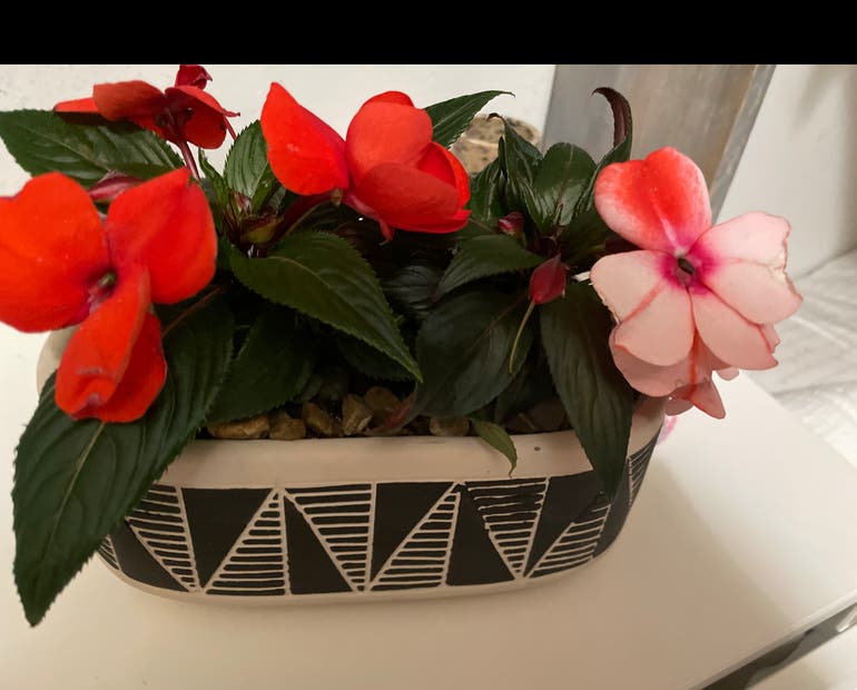 New Guinea Impatiens and Cats: Safety Guide for Pet Owners