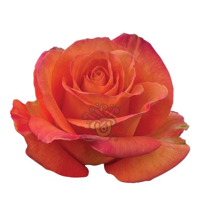 Rose Confidential: Unveiling the Secrets of Sierraselection Roses