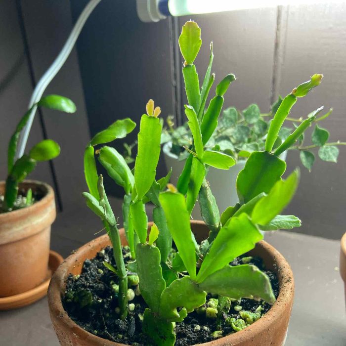 Worried About Your Christmas Cactus Dropping Leaves? Learn the Causes Here