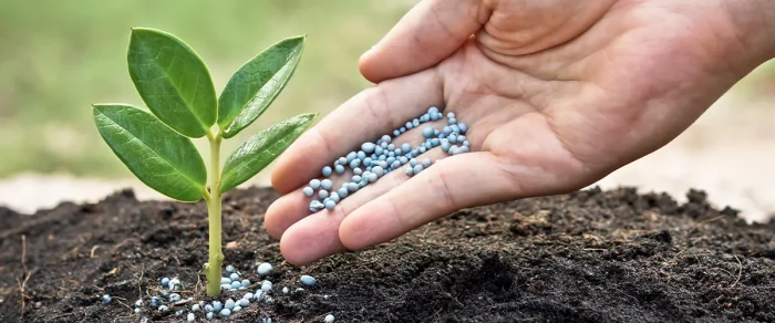 Choosing the Right Fertilizer for Pine Trees Health Guide