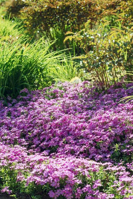 Learn How to Divide Creeping Phlox Plants for a Fuller Bloom