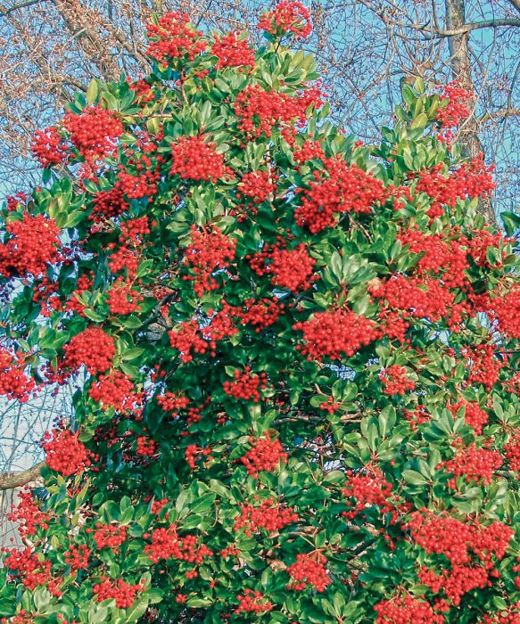 Best Evergreen Trees in Southern California: A Simple Guide