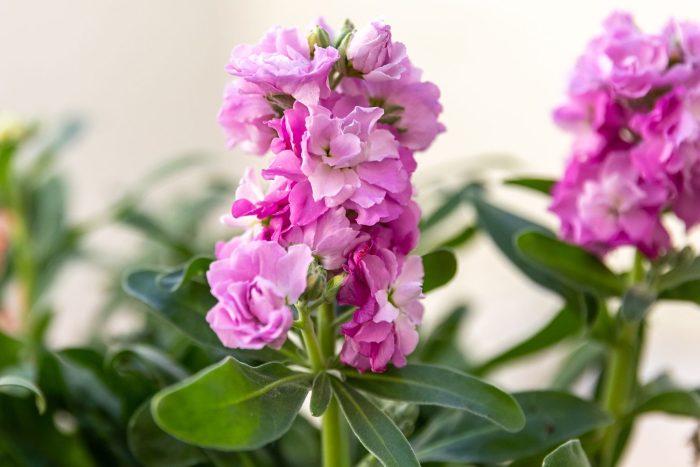 Evening Scented Stocks Flowers: Simple Guide to Planting and Care