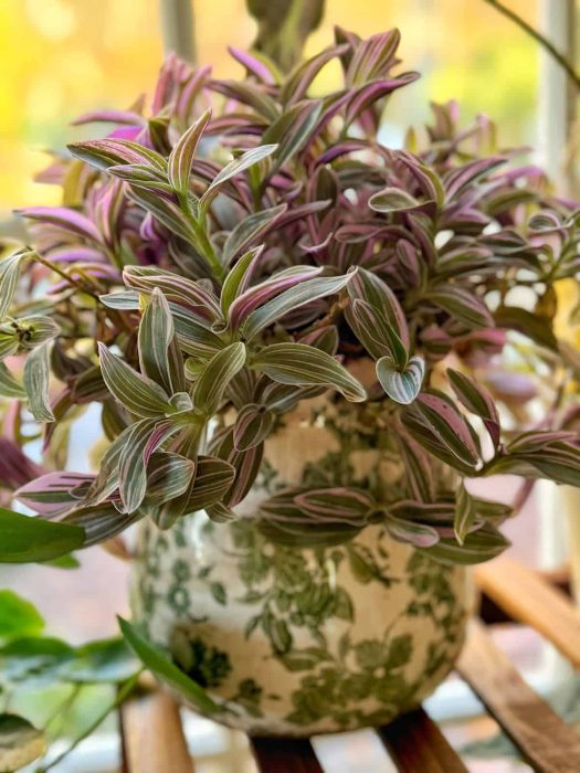 Need Help with Caring for an Tradescantia Fluminensis? Follow These Simple Steps