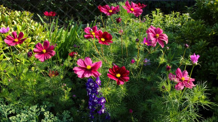 Sunny Spot? Find the plants that grow in direct sun Here.
