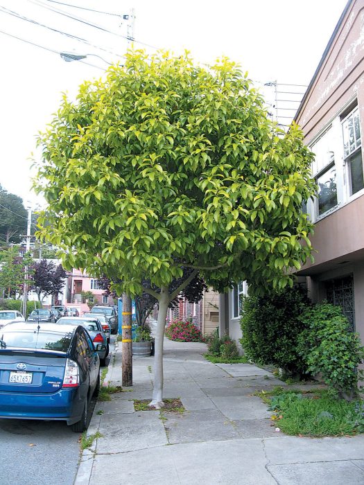 All About Himalayan Champaca Tree: Planting, Problems & Uses