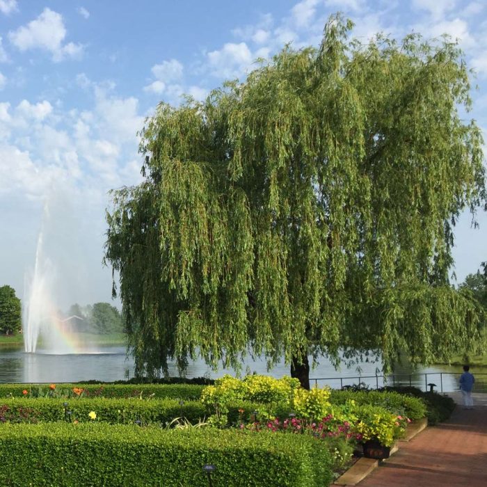 Fast Growing Australian Willow Tree For Your Garden!