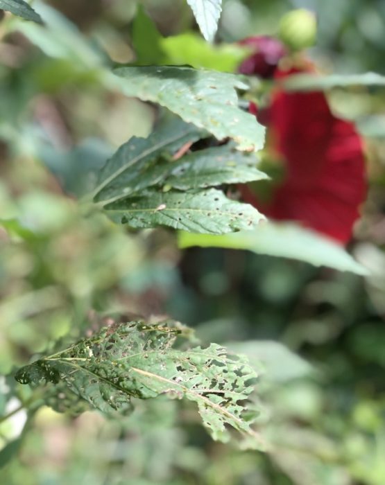 Stop Bugs Eating Hibiscus Leaves: quick control methods.