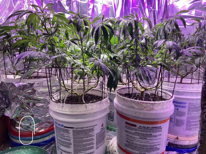 Best Soil for Weed? Miracle Grow Potting Mix results.