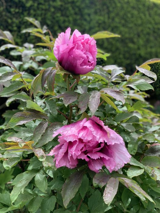 Get Lush Peonies: Understanding Fertilizer Requirements
