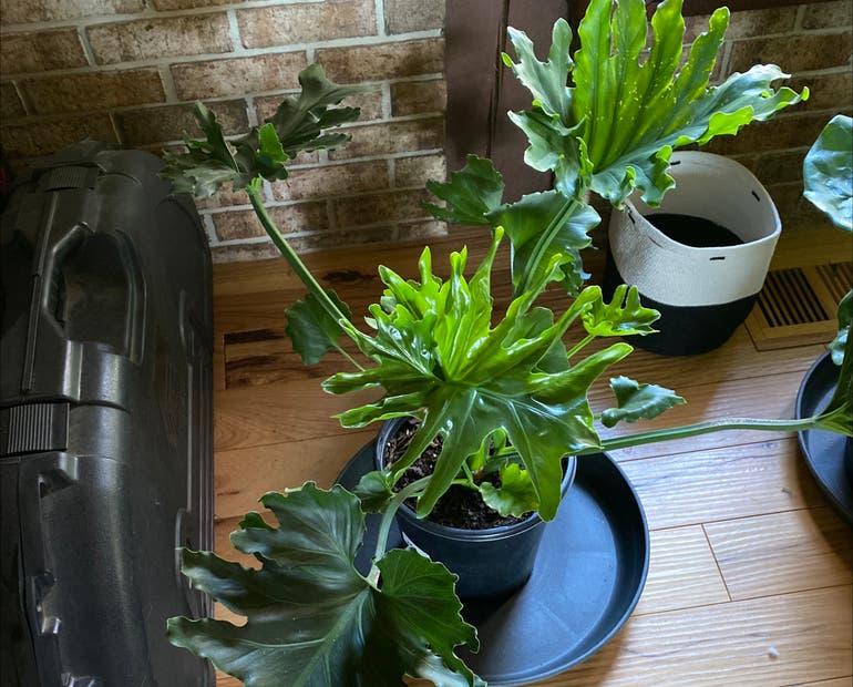 How to Propagate Split Leaf Philodendron The Best Methods